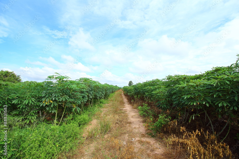 Cassava green field