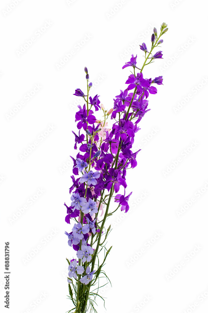 Obraz premium Wild flowers isolated