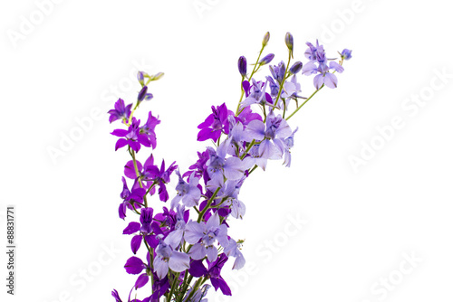 Wild flowers isolated