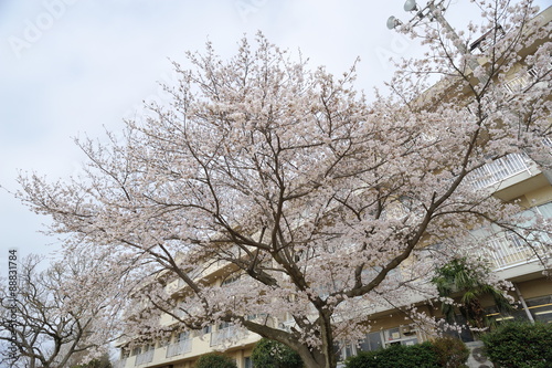 桜花爛漫 © tkosaito
