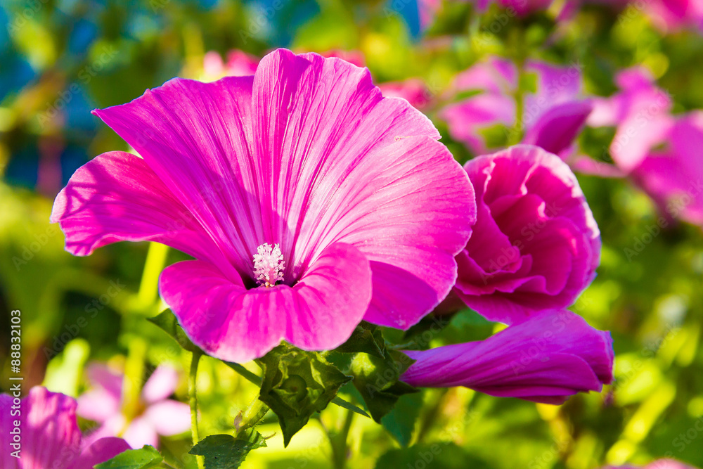 Single violet Flowers. Single violet Flowers.