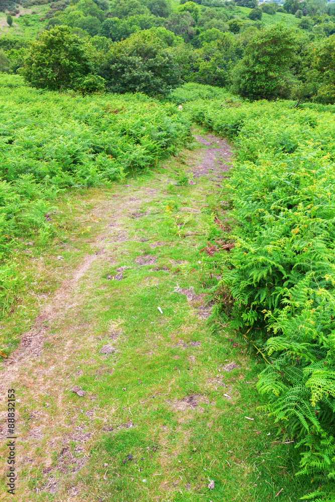 Landschaft in den Quantock Hills in Somerset, England Landschaft in den Quantock Hills in Somerset, England