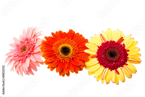 gerbera