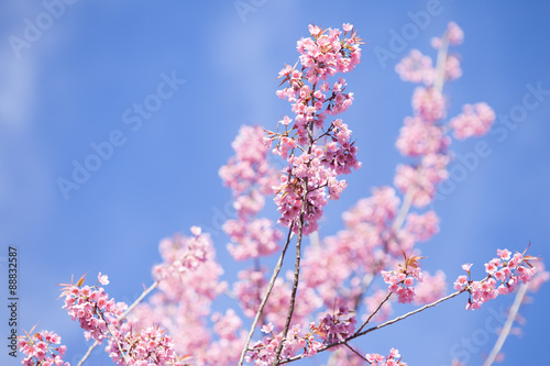 Beautiful pink cherry blossom  Sakura  flower at full bloom on b
