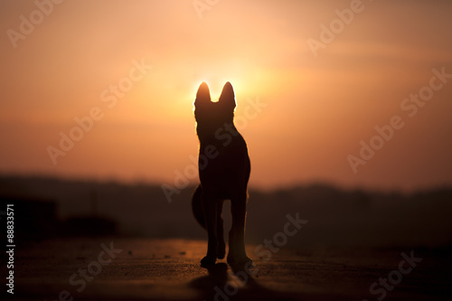 Dog backlight silhouette in sunset 