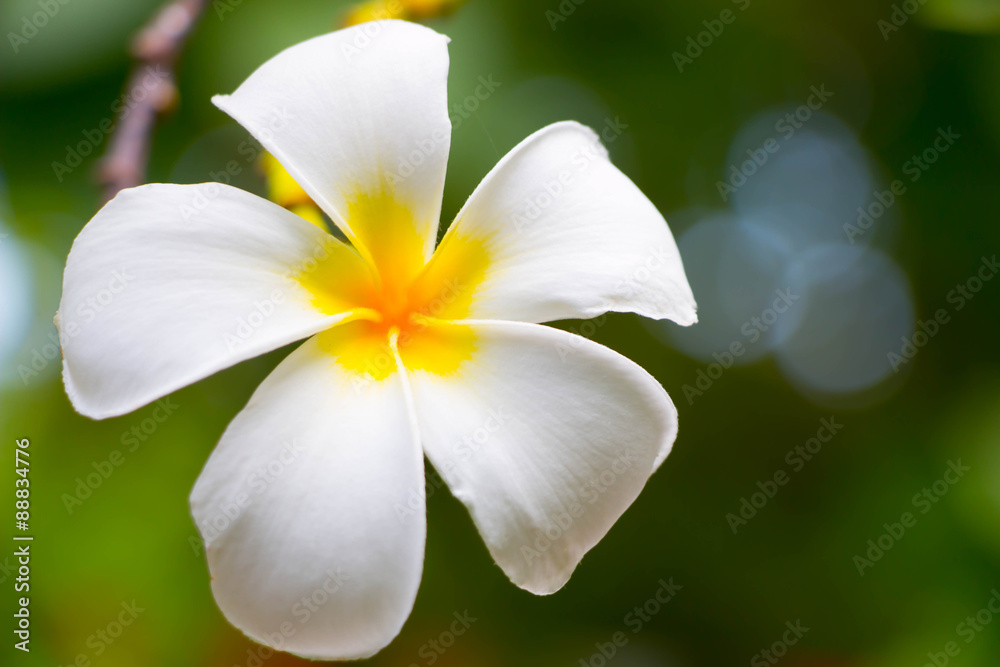 Plumeria on tree Plumeria on tree