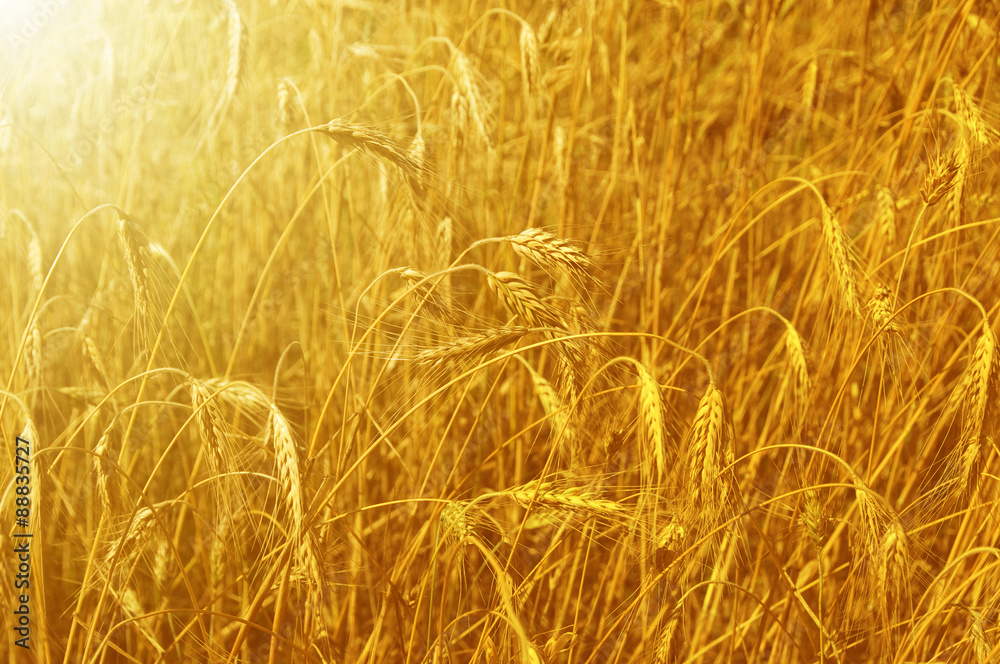 Fototapeta premium Gold wheat field