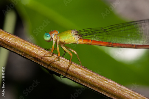 dragonfly © phusitr