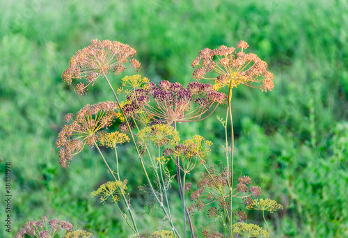 Obraz na plátně Stems and umbel inflorescence of dill on blurred background