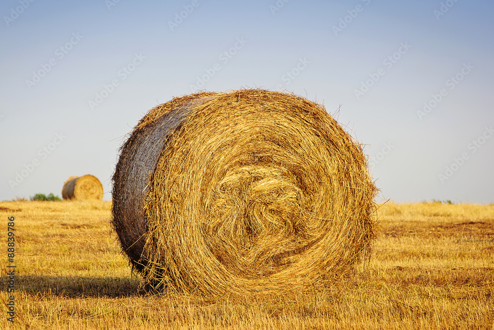 Hay bail harvesting in golden field landscape Hay bail harvesting in golden field landscape