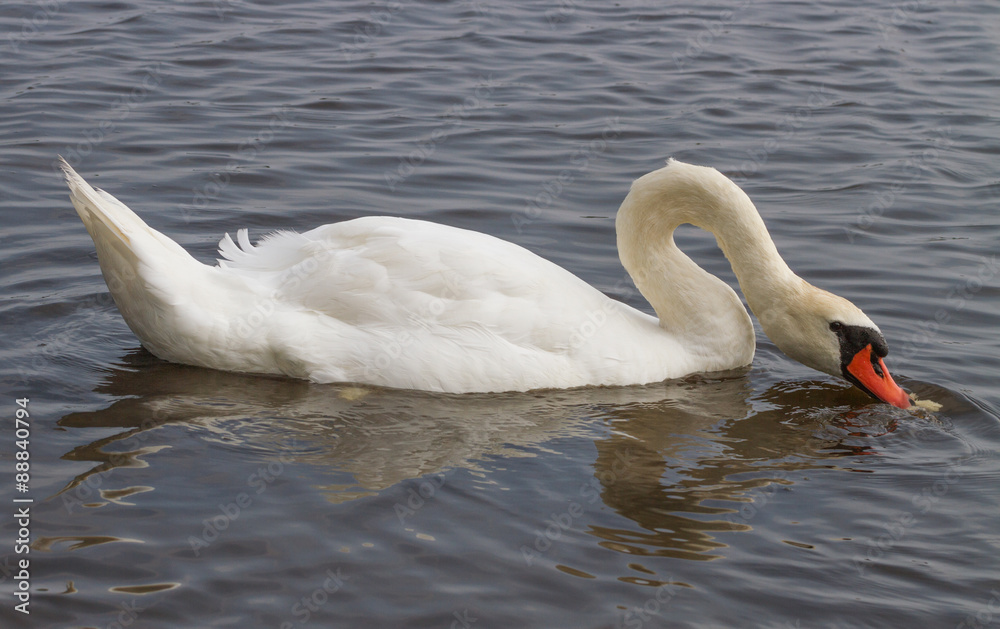 Obraz premium Swan on the water.