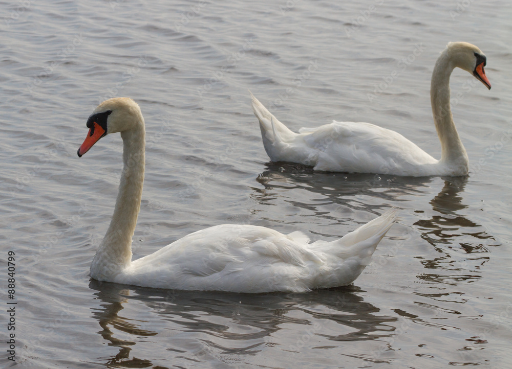 Fototapeta premium Swans on the water.