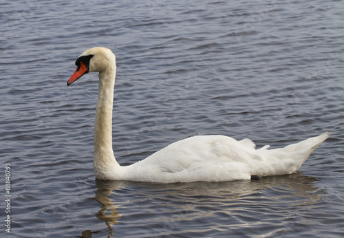 Swan on the water.