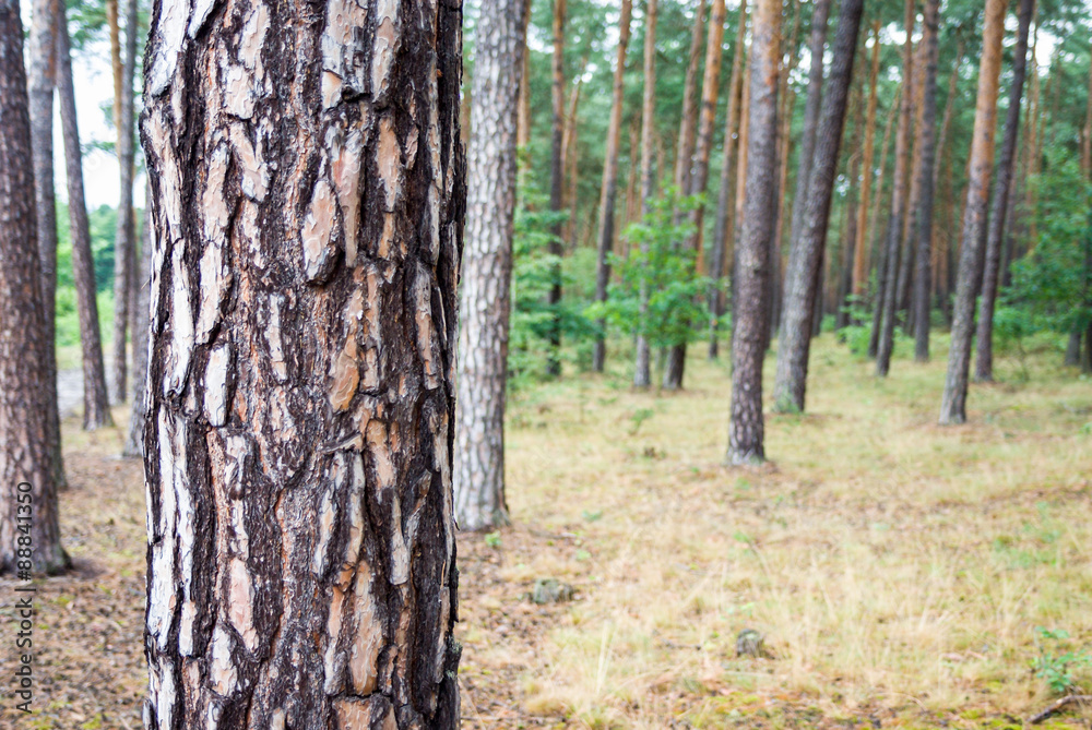 Naklejka premium tree