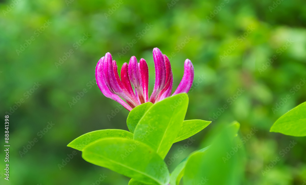 Flower closeup