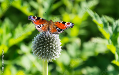 Inachis io on the flower