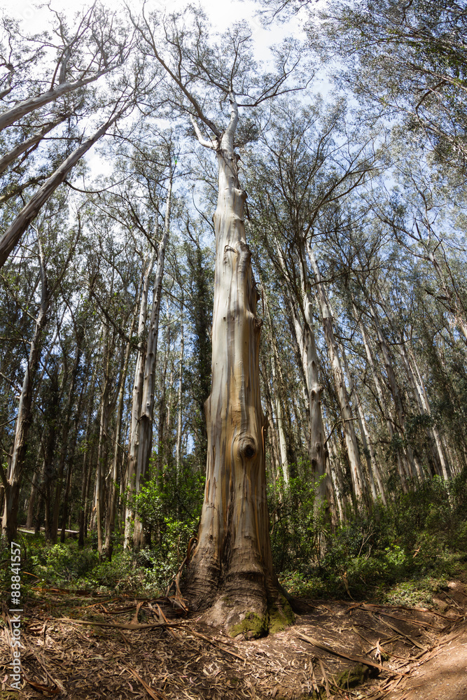 Fototapeta premium coastal madrone trees