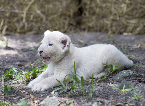 A Pride of White Lion Cubs