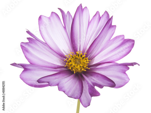 cosmos flower