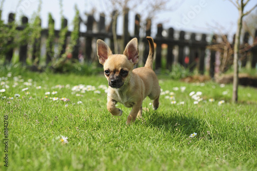 Chihuahua - Welpe - Laufen im Garten 