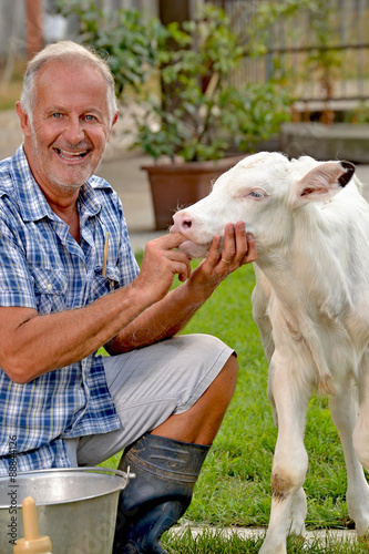 Granjero veterinario cuidando alimentando una ternera, vaca bebe.