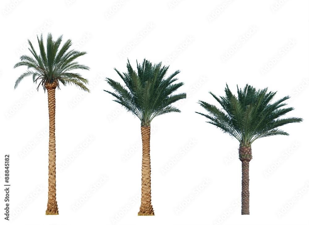 Obraz premium palm tree isolated