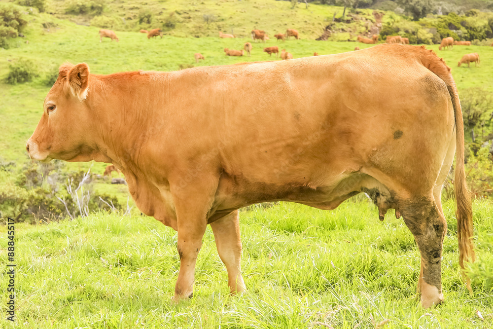 vache limousine au pâturage, île de la Réunion vache limousine au pâturage, île de la Réunion