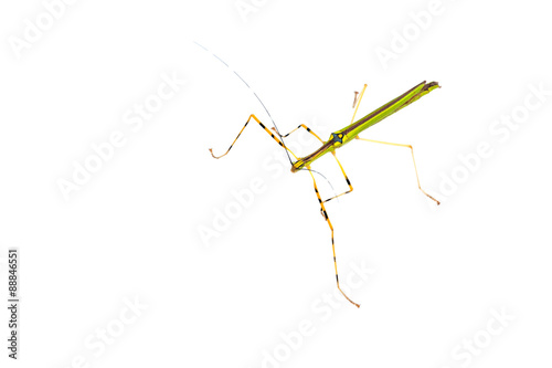 Malaysian Green Jewel Stick Insect (Necrosia annulipes) © azureus70