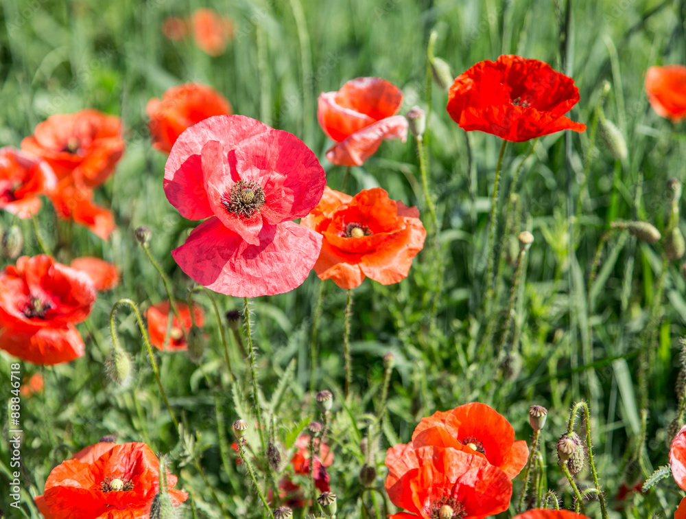 Field of red dainty poppies.