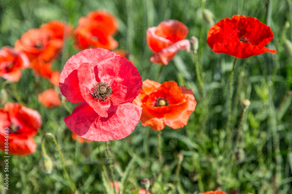 Field of red dainty poppies. Field of red dainty poppies.