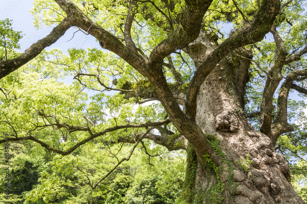 Obraz premium 枝を大きく伸ばした蒲生の大クス