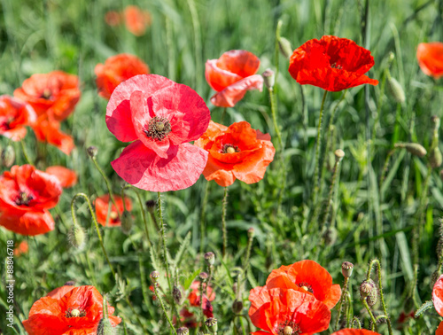 Field of red dainty poppies.