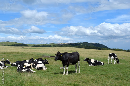 cows garzing