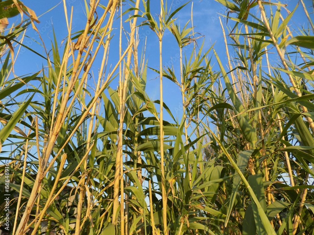 Bamboos and sky Bamboos and sky