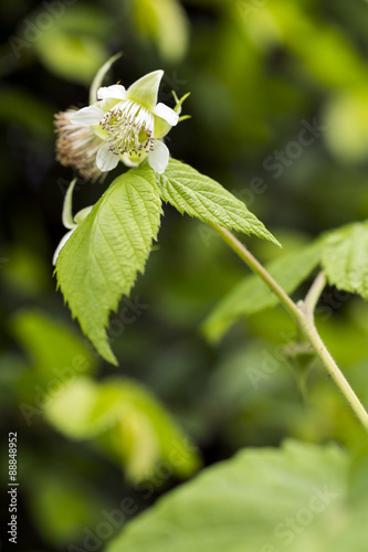 緑の中のラズベリーの花