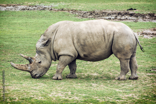 White rhinoceros side view