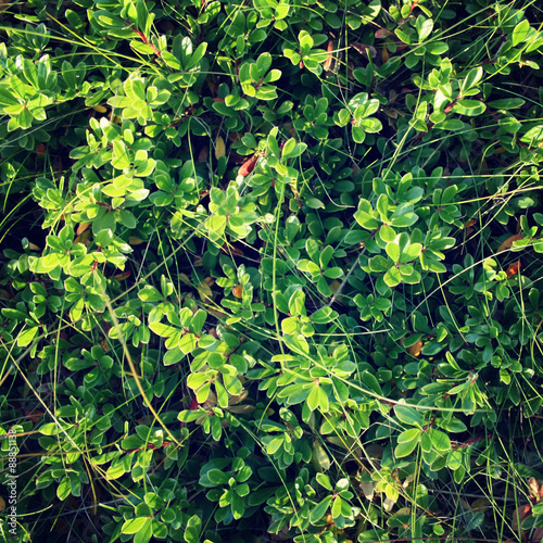 Green lowbushes of cowberry. Aged photo. photo