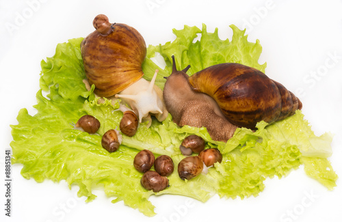 Pretty little new-born snails with parents on lettuce photo