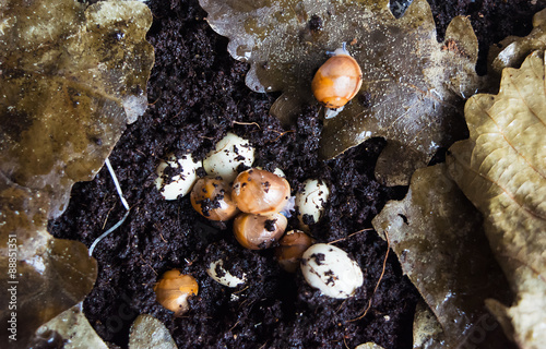 Little new-born snails hatch from the eggs