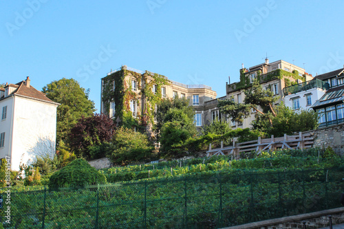 Old vineyard in the artists' quarter of Montmartre, Paris, France