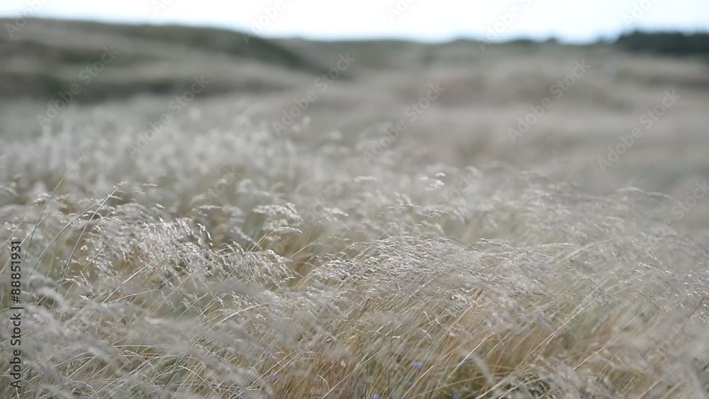 Düne im Wind 