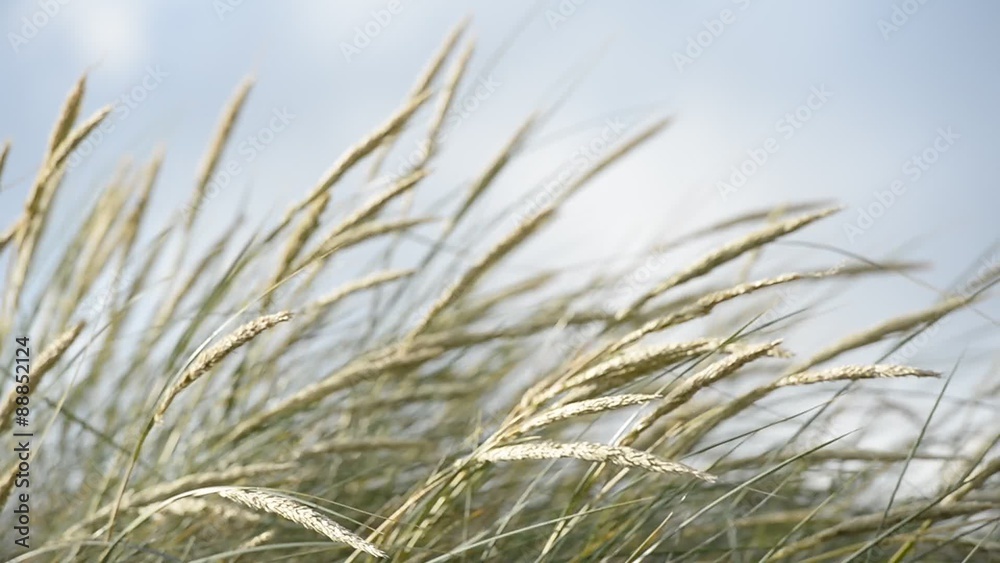 Gräser im Wind Gräser im Wind