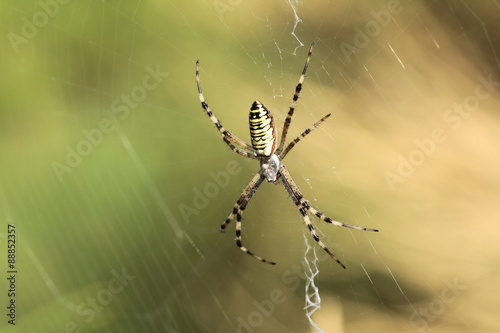 araignée jaune
