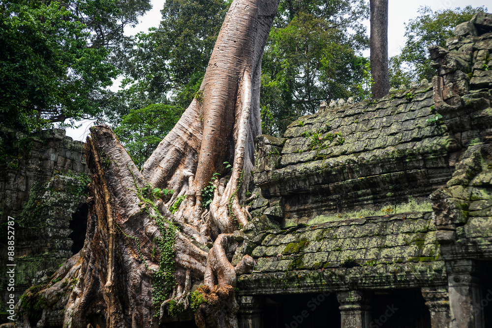 huge old tree on the ruin in Angkor Wat
