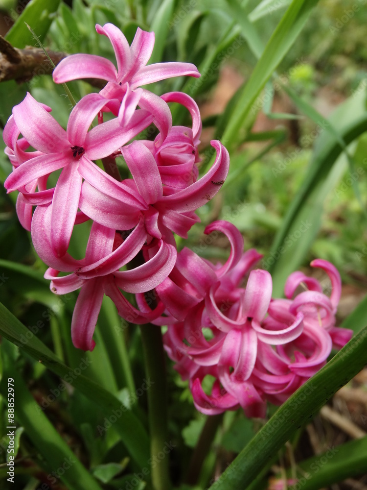 Hyacinthus-Jacinthe