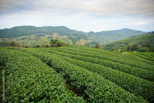 Tea plantation landscape with blue sky background at 101 Tea,Nor