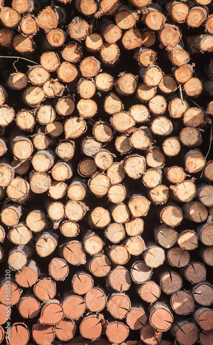 Pine wood pile