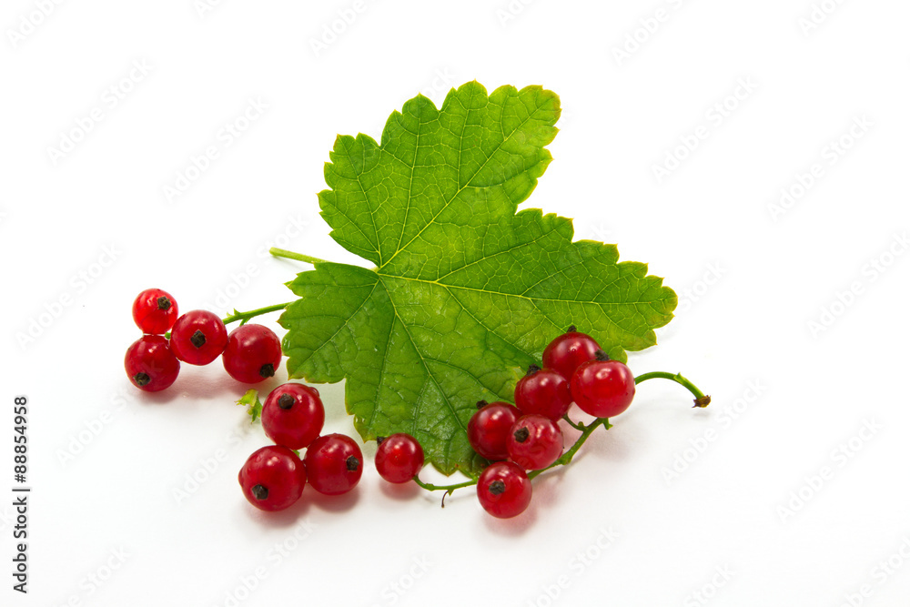 currant currant