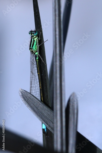 damselfly on blackgrass