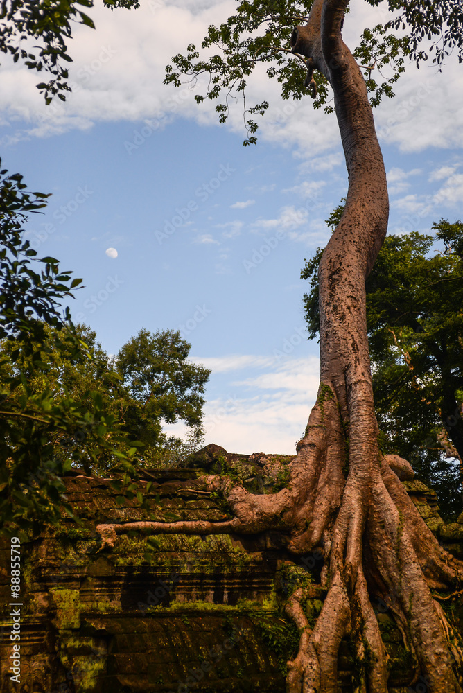 Fototapeta premium huge old tree growing on the ruin in Angkor Wat area